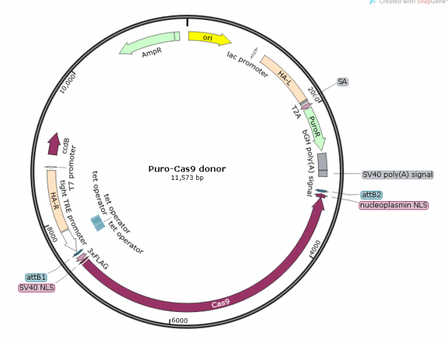 Puro-Cas9 donor 载体图谱